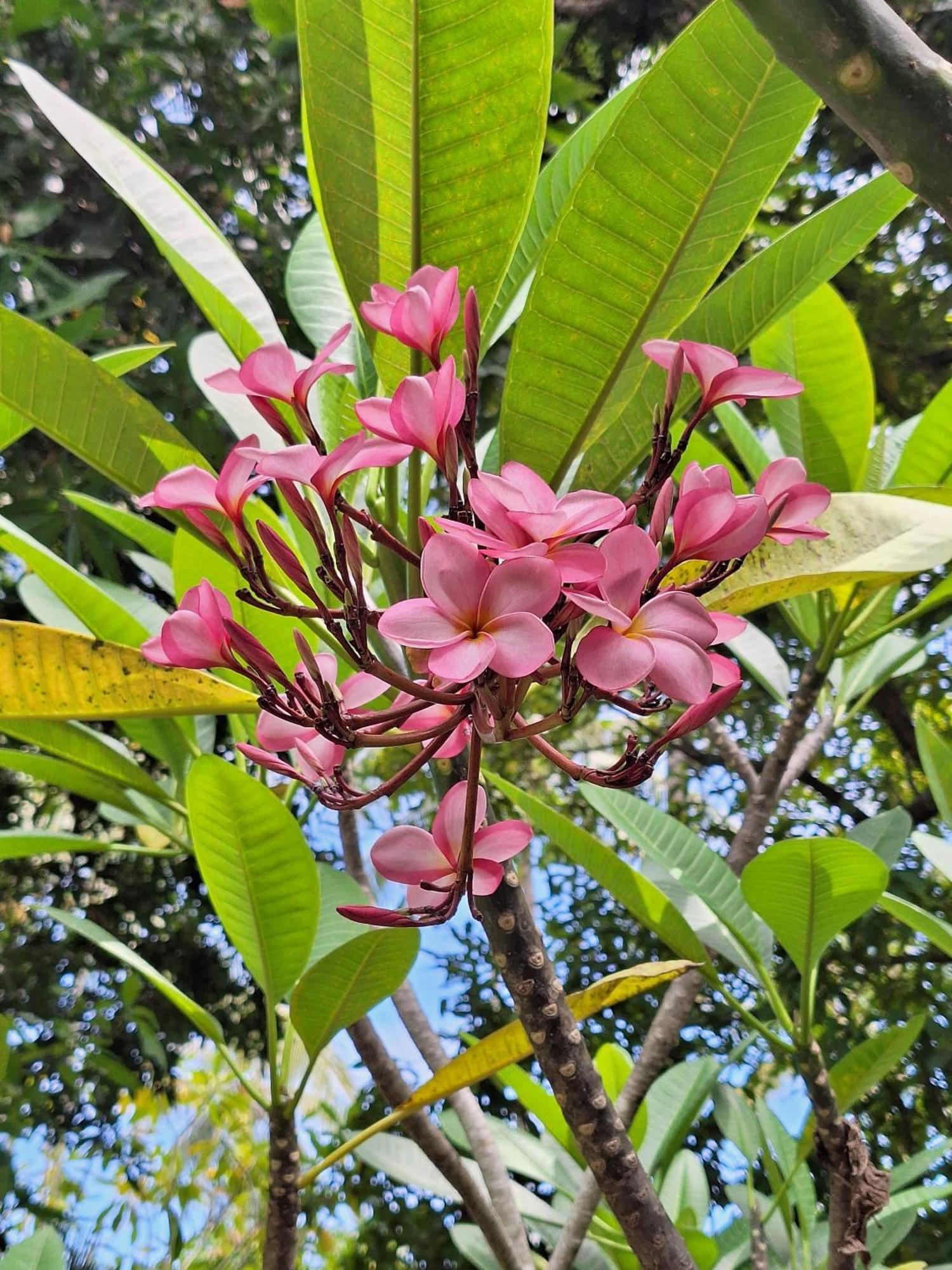 Lendang Eco Lodge Senggigi Eksteriør bilde